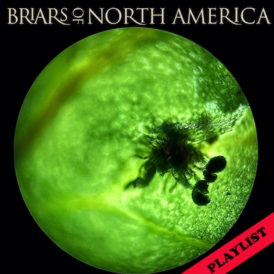 Briars of North America